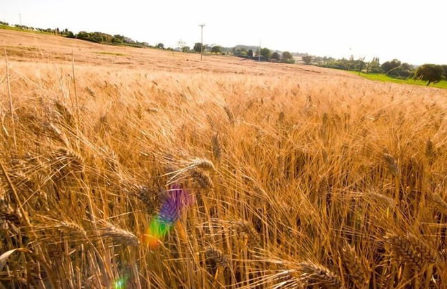 Agriturismo Le Bucoliche - Foto 49