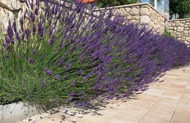 Luxury Apartments White Villa Violeta - Photo 80