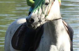 Ponyhof Schöllang - Foto 19