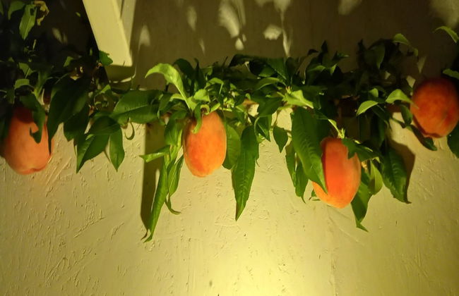 "Hartvig" - 800m from the sea - Foto 12