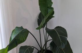 Golligo Apartments - Foto 10