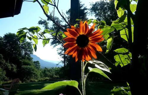 Luxury Yurt Rental Hidden in the Forest near Bristol, Vermont - Foto 29