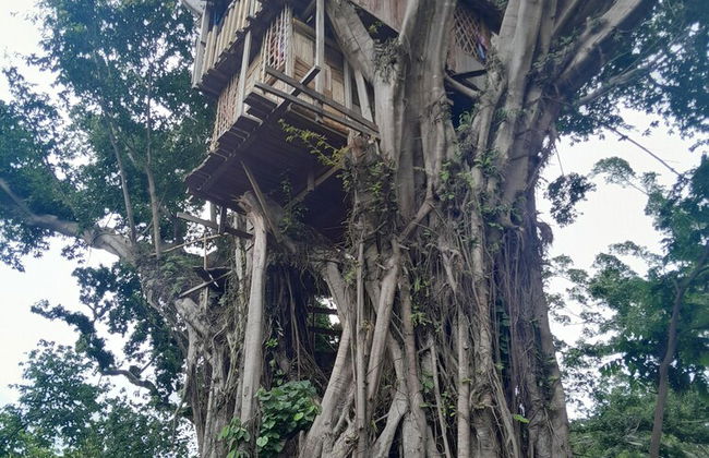 Glowing Mountain view tree house - Photo 12