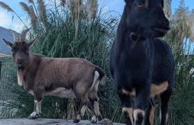 domaine des chevrettes - Foto 12