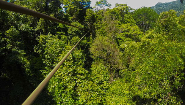 Zipline + Abseiling in Puerto Viejo de Limón - Foto 5