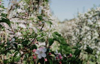 4 Sterne Ferienwohnung Hochries - Foto 6