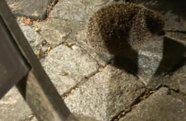 La Maison du Petit Hérisson de 170 m2 avec jardin parking accueil de 6 personnes barbecue - Foto 35