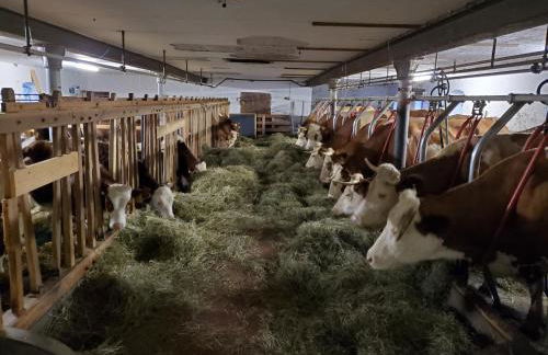 Biohof Dimper - HühnerNest - Foto 15