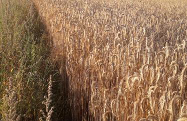 Holiday Home Dom pod Sosnami by Interhome - Foto 92