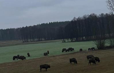 SOWA Stara Plebania w Werstoku na Podlasiu - Foto 10