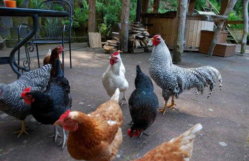 Waldnest Odenwald - Waldhauszimmer - Photo 4