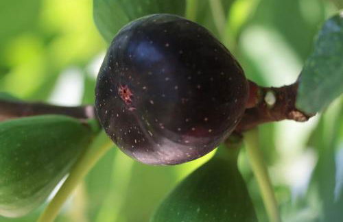 Osy Casa Vacanze - Foto 46