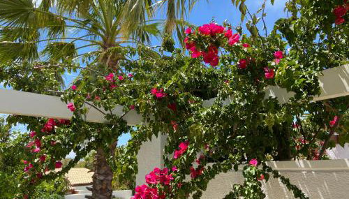 VILLA 21 - Foto 3, Garden