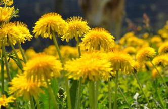 Landhaus Brigitte - Photo 25