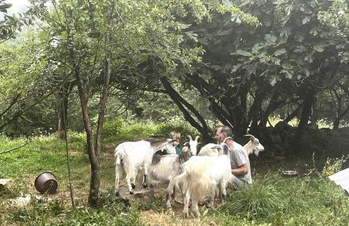 La rive du Viaur - Foto 19