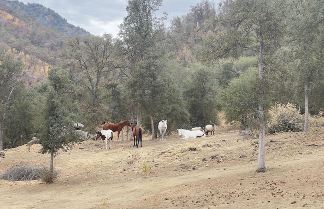 Off-grid 1-bed Cabin in Yokuts Valley - Foto 24