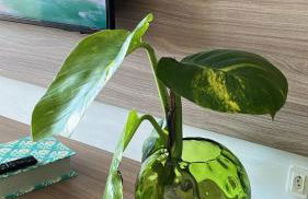 Apt Pé na Areia Floripa - Praia dos Açores - Churrasqueira na Varanda e Piscina - Foto 35