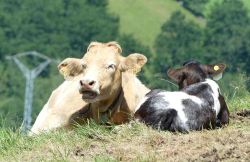 Cabaña pasiega Las Lugas - Foto 7