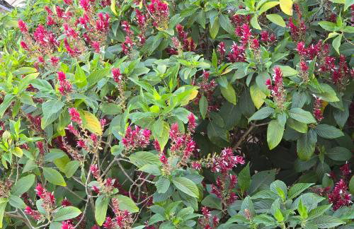 casa temporada lua nova centro - Foto 26