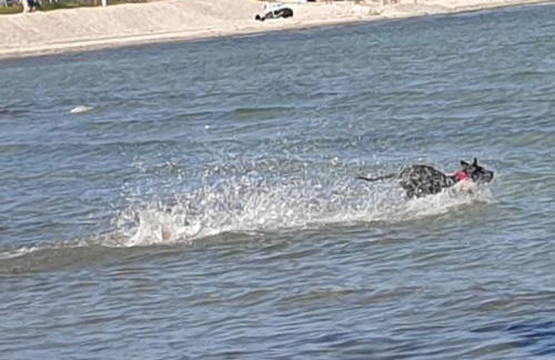 Ostsee-Feeling in Hohwacht - Kapitän NEMO - Meer- und strandnah - Großer Südbalkon - Blick ins Grüne - Foto 38