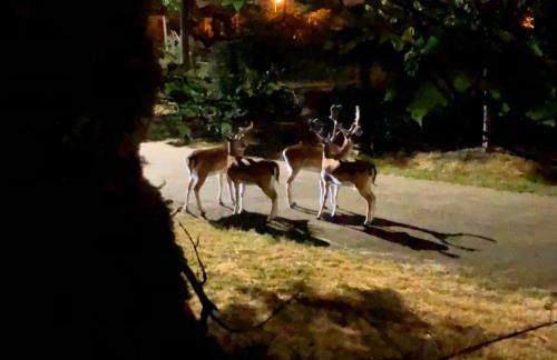 Les écuries du château - Foto 66