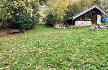 Hêtre pourpre - Foto 23