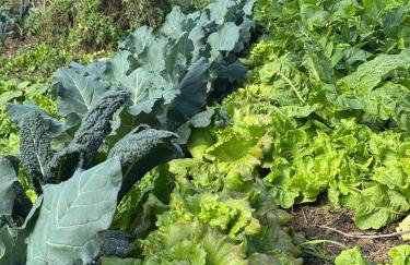 Historic Farmhouse Casa Del Chiodo - Foto 42