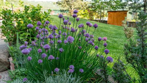 Casa Camporino - Foto 5, Garden