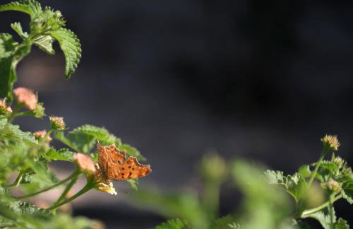 Perivoli SeaView Cottage, a Rural Bliss of Nature, By ThinkVilla - Foto 49