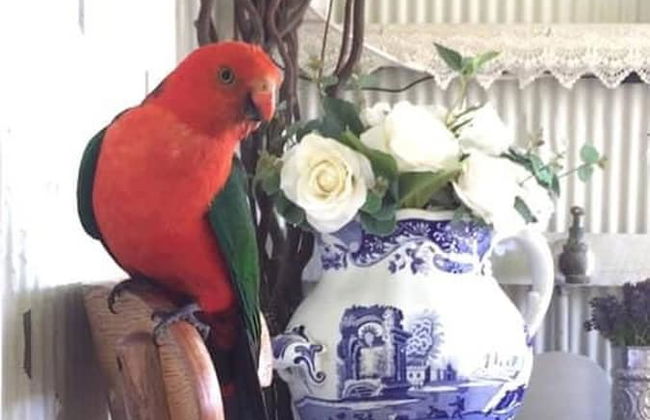 The Old Bakery in Historic Kangaroo Valley Village - Foto 24