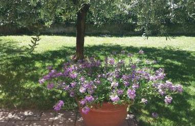 I Quattro Ulivi - Iseo Lake - Foto 20