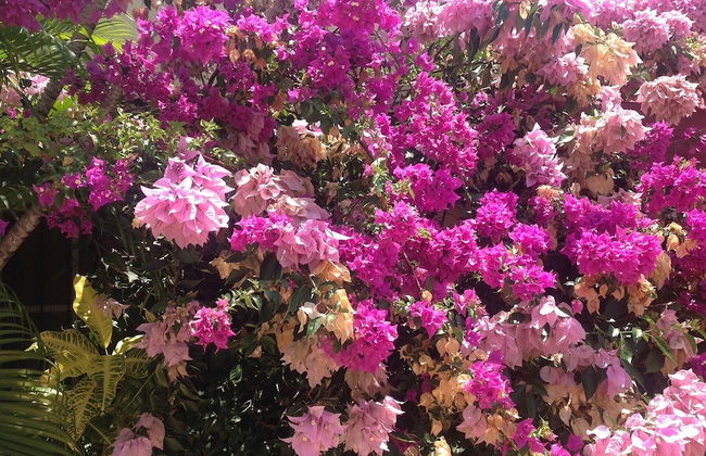 Villa Los Almendros - 2 Private Pools & Tennis & Pickle Ball - Photo 31