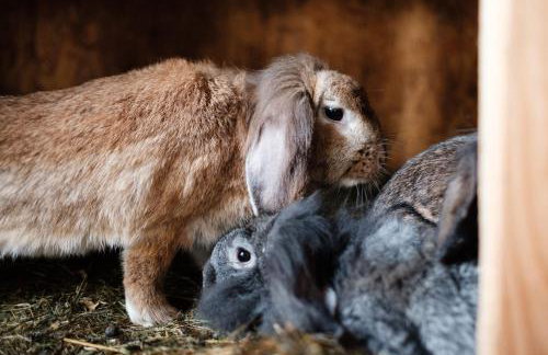 Dom Malowany - Domki - Foto 31