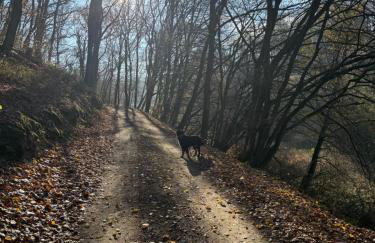Naturerlebnis direkt am Traumpfad - Photo 10