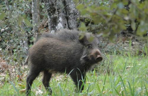 Finca la Colorá - Foto 35