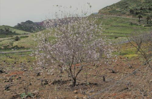 Finca Ulises Las Hayas - Foto 39