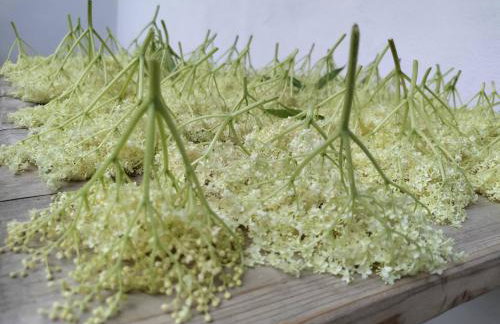 Widny Jaś zaprasza z psem nad jezioro na Kaszubach - Foto 46