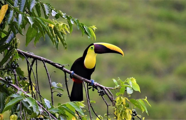 The Mango Tree Villas and Spa - Foto 57