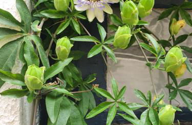 A l ombre des remparts 3 - Foto 6