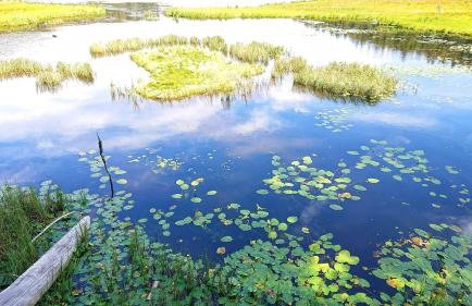 Arber Apartments - Zwieslerwaldhaus - Foto 9