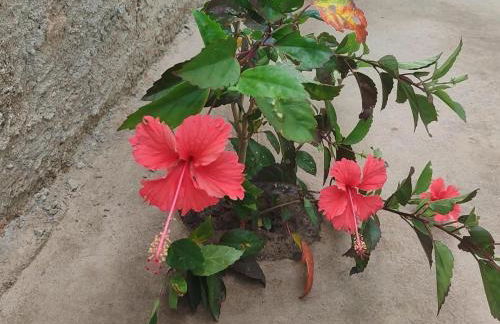 Casabeijaflorpontal - Foto 6