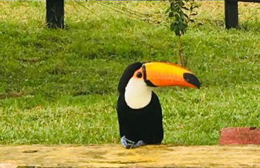 Sítio colonial no Sul de Minas Gerais - Foto 6