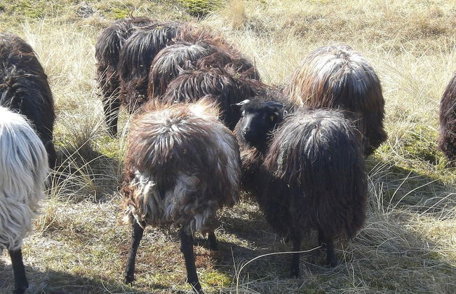 Holiday Home in Grömmitz - Foto 8