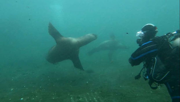 Beagle Channel Diving Introduction - Foto 4