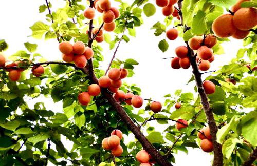 Country House Felicia - Foto 21