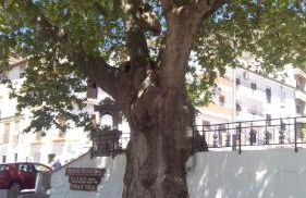 Ruralguejar - Foto 32