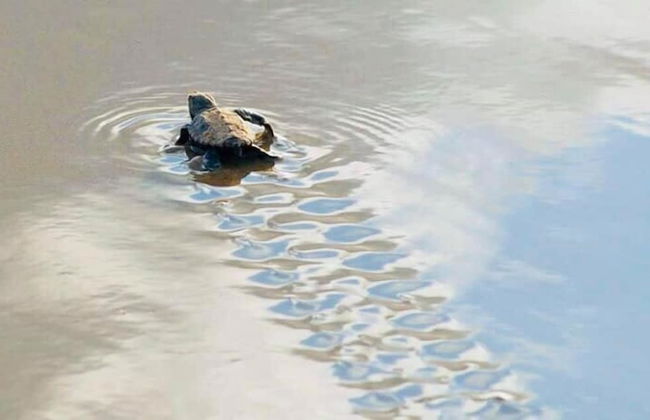 Don Pancho by the Beach - Foto 58