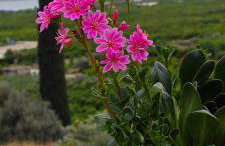 Melissafarm Guest House - Photo 53