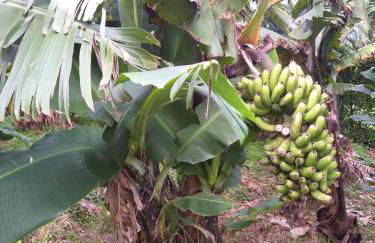 Quinta da Pavoa - Cottage House - Photo 32