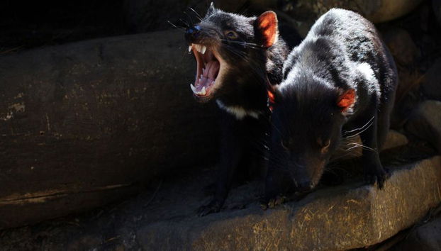 Port Arthur and Tasmanian Devil - Full-Day Tour - Photo 2